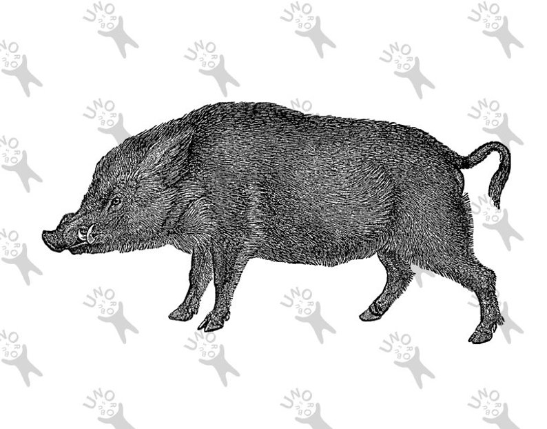 794x622 Vintage Image Wild Pig Hog Boar Instant Download Printable Etsy
