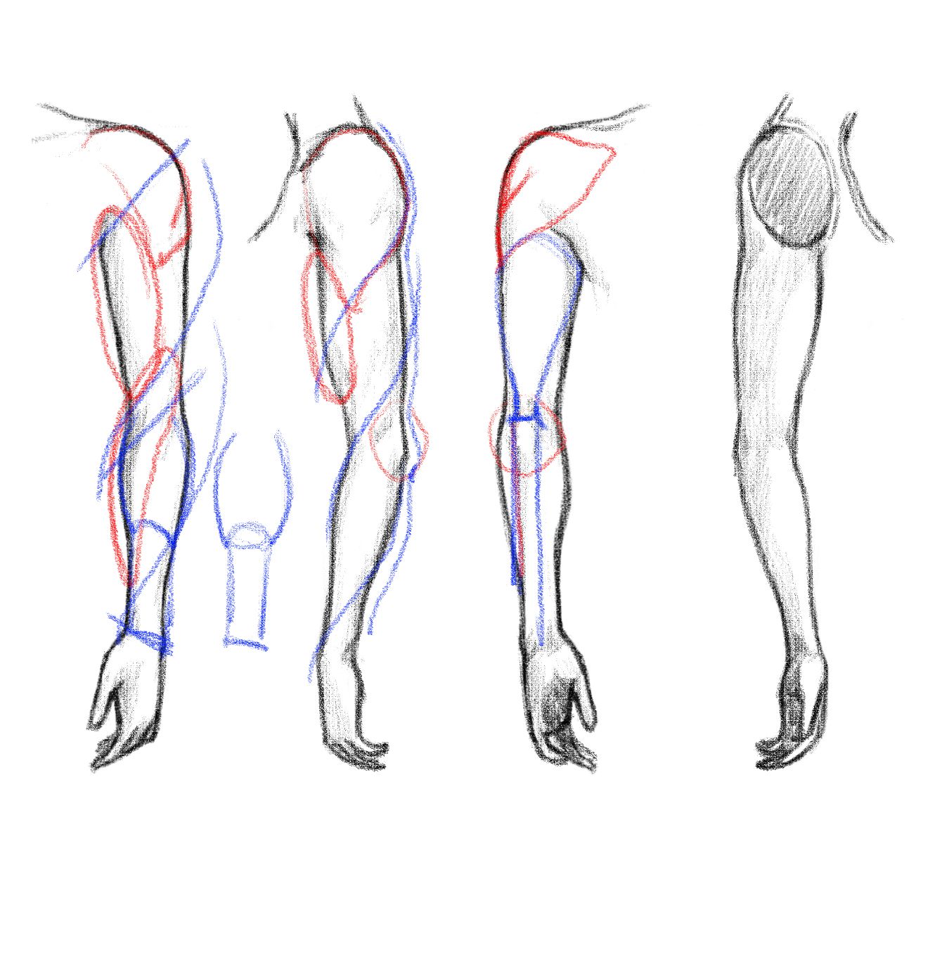 1350x1358 Image Result For Boner Drawing Tutorial Anatomy Reference