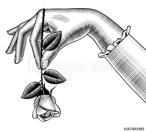 500x451 Woman's Hand Holding A Red Rose Down