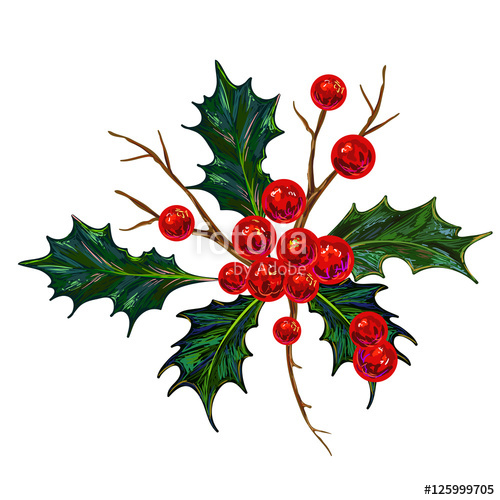 500x500 Holly Berry Vector Illustration Botanical Drawing Stock Image