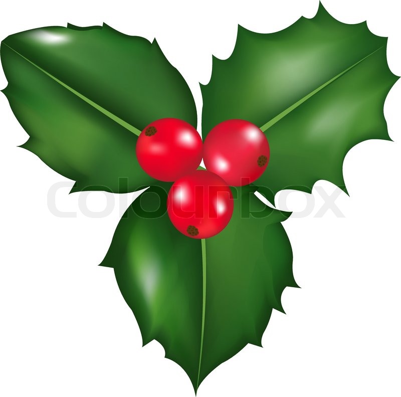 800x792 Twig Of Holly With Berry And Leaf, Stock Vector Colourbox