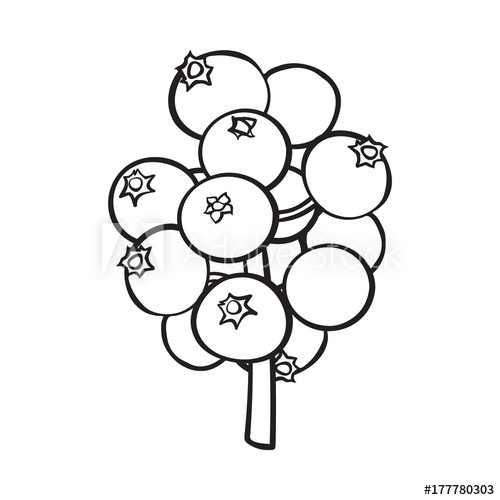 500x500 Black And White Mistletoe Berries, Holly Berry Christmas