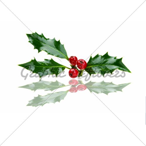 500x500 pictures of christmas holly christmas holly and red berries