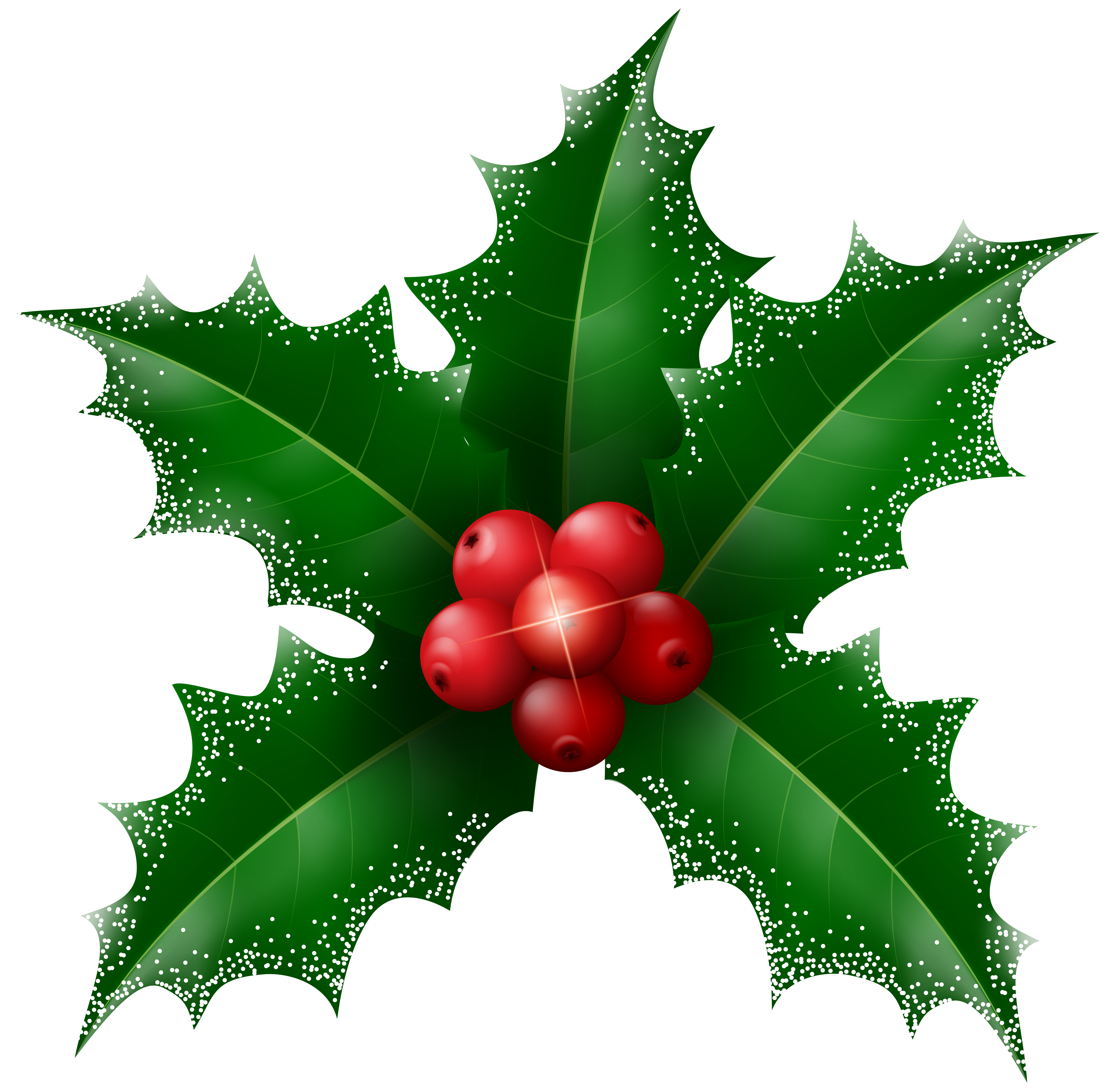 8000x7884 Collection Of Free Mistletoe Drawing Holly Branch Download On Ui Ex
