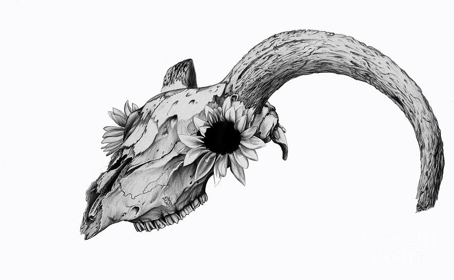 900x555 Daisy Drawing