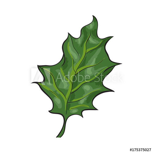 500x500 Hand Drawn Green Mistletoe Leaf, Christmas Decoration Element
