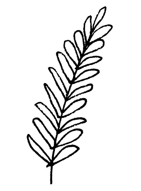 600x814 Holly Drawing Holly Leaf For Free Download