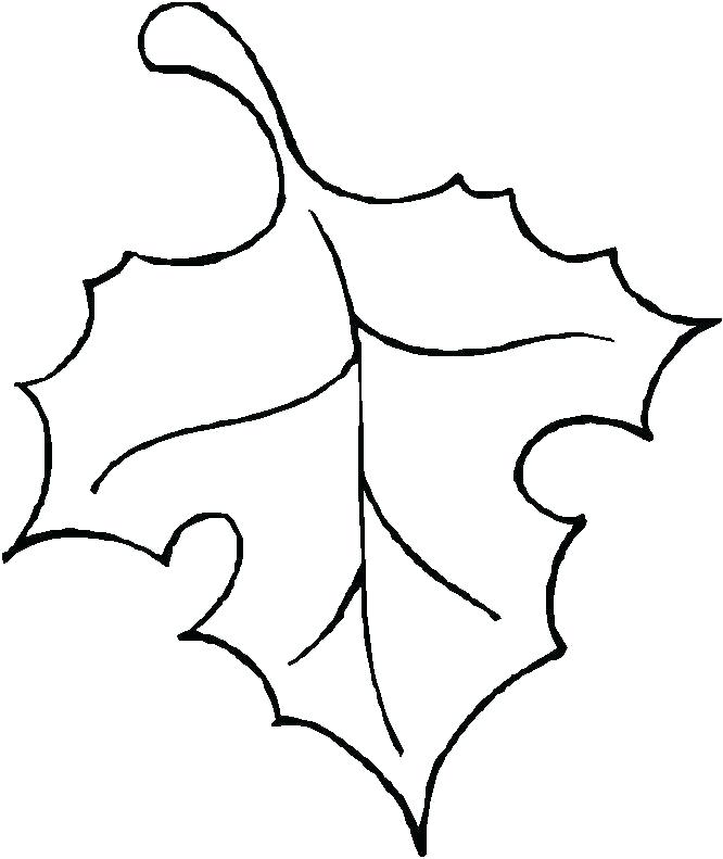 666x791 Leaf Outline Template Holly Leaf Berry Outline Template Coloring