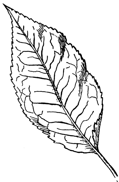 417x640 Mountain Holly Leaf Clipart Etc