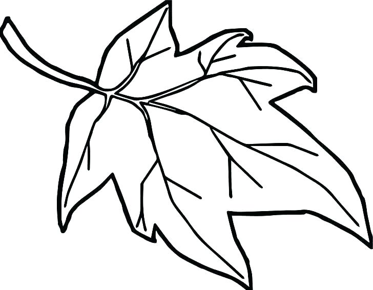 728x566 Holly Drawing Mistletoe For Free Download