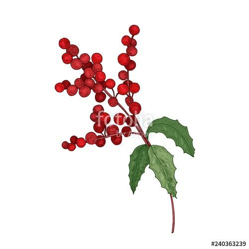 500x500 Colored Detailed Botanical Drawing Of Holly Branch With Berries