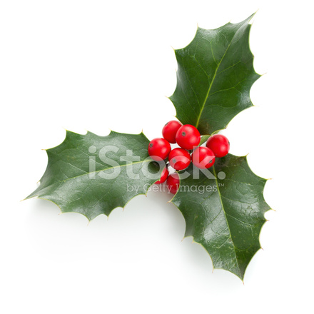 440x440 Holly Leaves And Berries Stock Photos