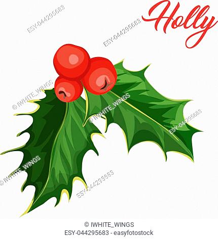 430x473 And Sprigs Of Holly And Mistletoe Stock Photos And Images Age