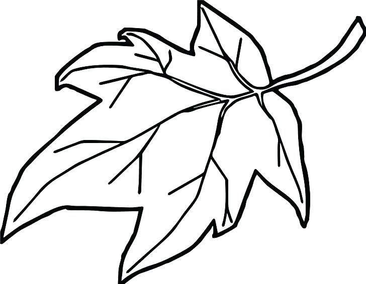 728x566 mistletoe coloring pages printable online holly holly holly leaves