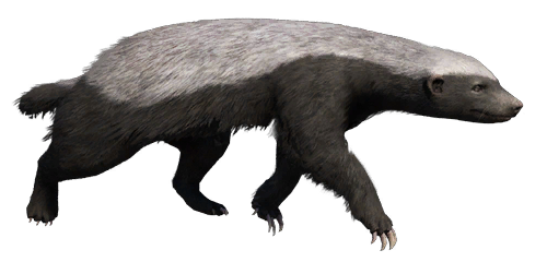 500x240 Honey Badger Far Cry Wiki Fandom Powered