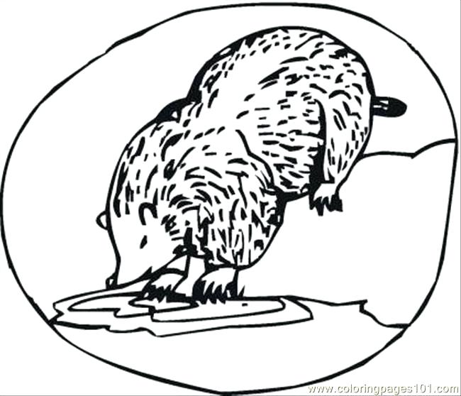 650x558 Honey Badger Coloring