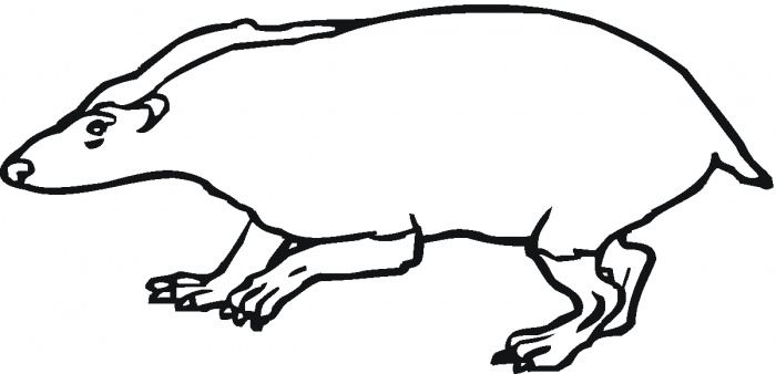 700x338 Honey Badger Coloring Pages