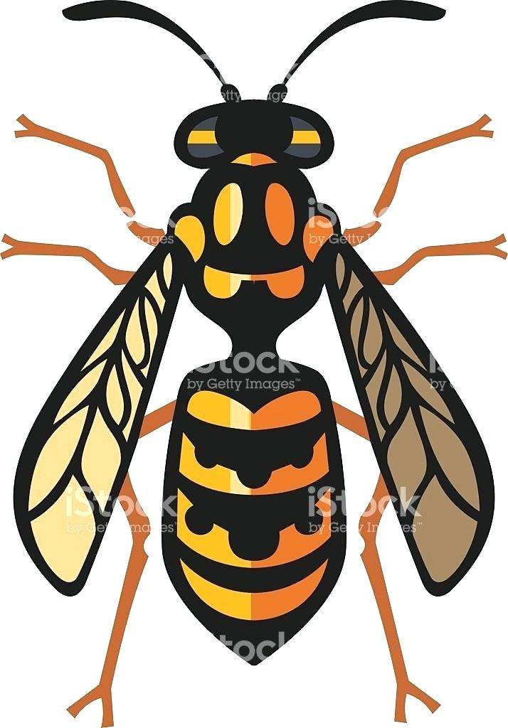 714x1024 Bee Drawings Color The Drawing Honey Bee Cartoon Drawings