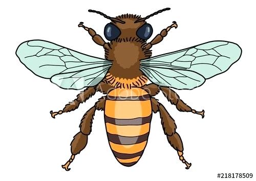 500x354 Honey Bee Drawing Cartoon Bumble Bee Drawing Architects Near