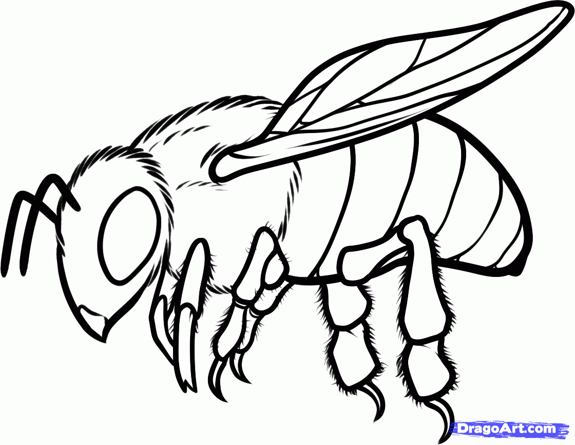 1120x866 Honey Bee Drawing Free Download Clip Art