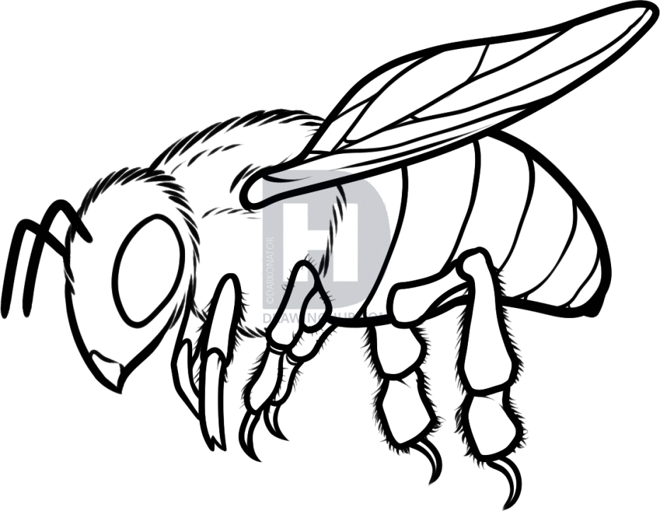931x720 How To Draw A Honey Bee, Step