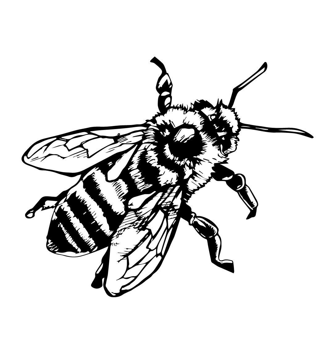 Honey Bee Line Drawing
