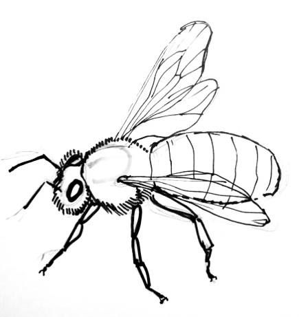 435x461 bee drawing bee line art images in bee drawing, honey bee