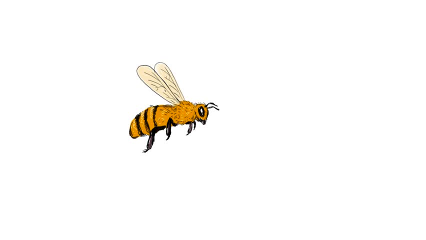852x480 Honeybee Line Drawing Stock Video Footage