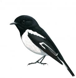 244x250 Hooded Robin