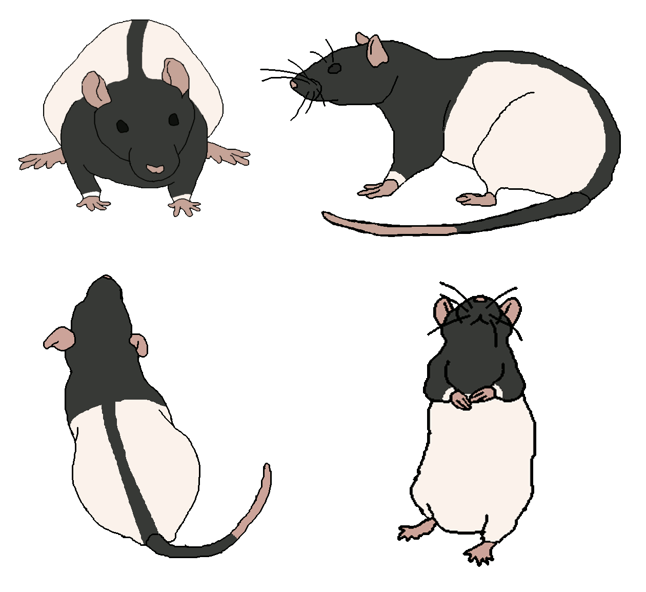 1260x1154 Collection Of Free Mole Drawing Hooded Rat Download On Ui Ex