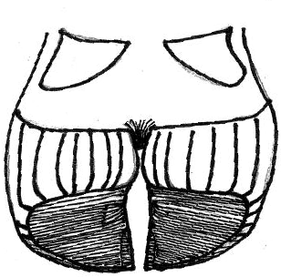 308x304 the kansas adaptation to the dutch hoof trimming method