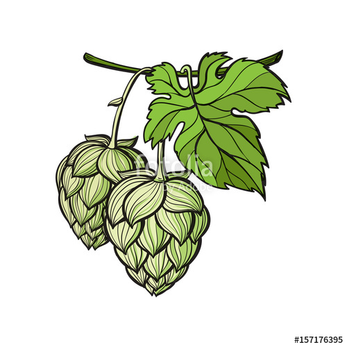 500x500 Hand Drawn Hop Plant
