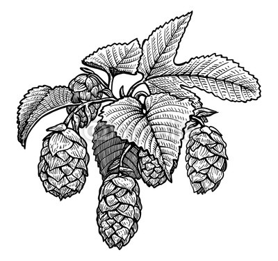 400x375 Hop Illustration, Drawing, Engraving, Ink, Line Art, Vector Buy