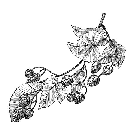 450x450 hop plant vector drawing illustration hand drawn black beer hopes