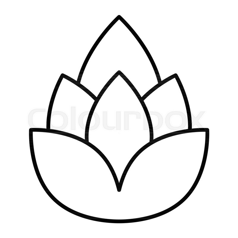 800x800 hop thin line icon beer hop vector stock vector colourbox