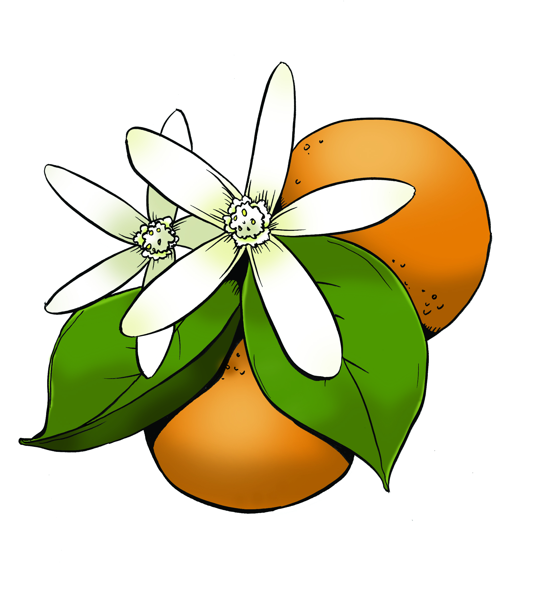 2140x2398 Homebrew Recipe Orange Blossom Honey Tripel