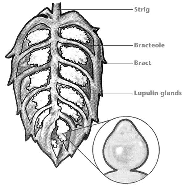 600x600 How To Grow Hops At Home American Homebrewers Association