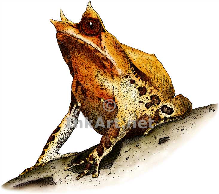 732x650 Malayan Horned Frog