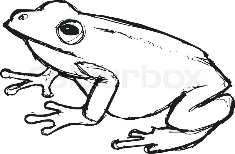 800x526 Tree Frog, Illustration Of Wildlife, Stock Vector Colourbox