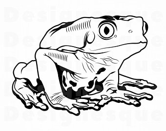 340x270 Frog Outlines Etsy