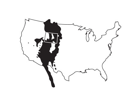 450x300 Greater Short Horned Lizard Hernadesi Animal Eyes