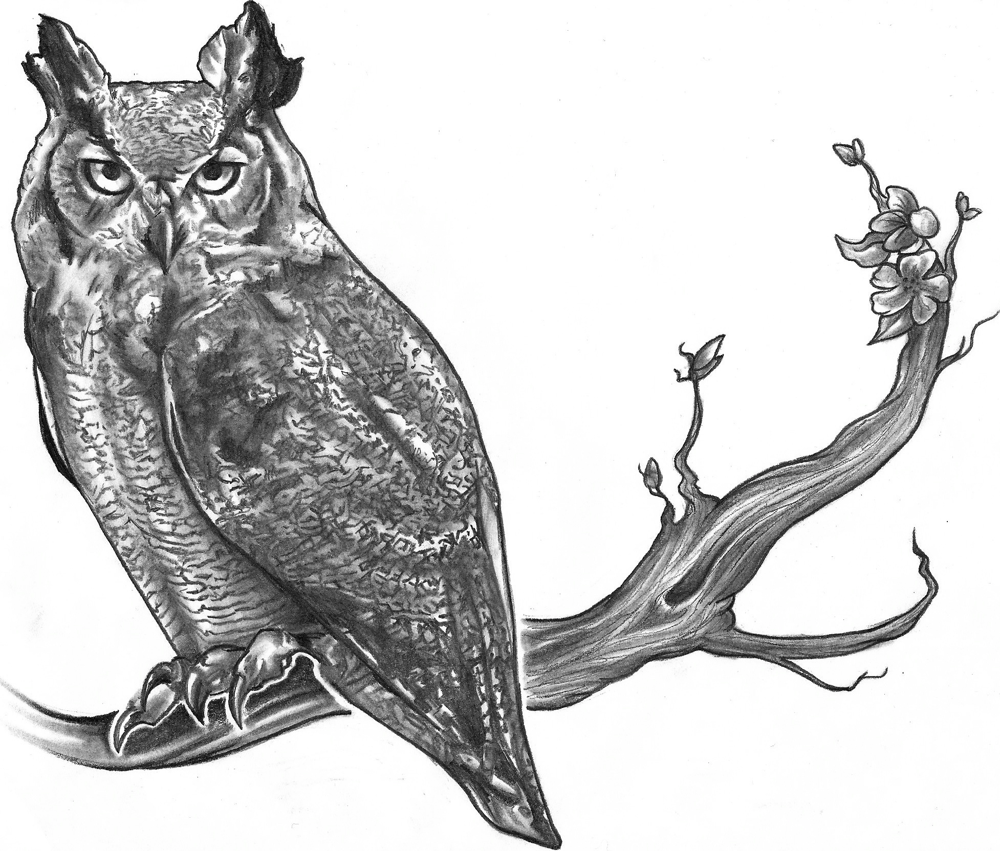 Horned Owl Drawing