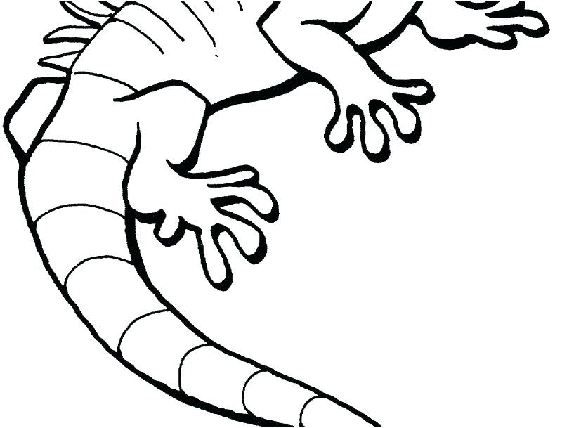 827x609 lizard coloring pages horned lizard coloring