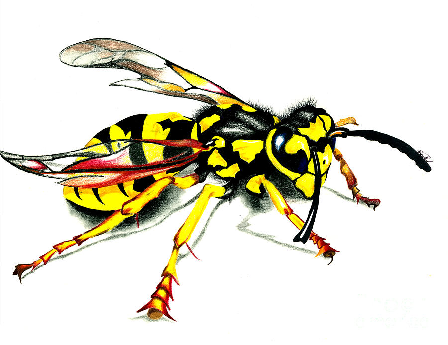 900x694 Hornet Drawing