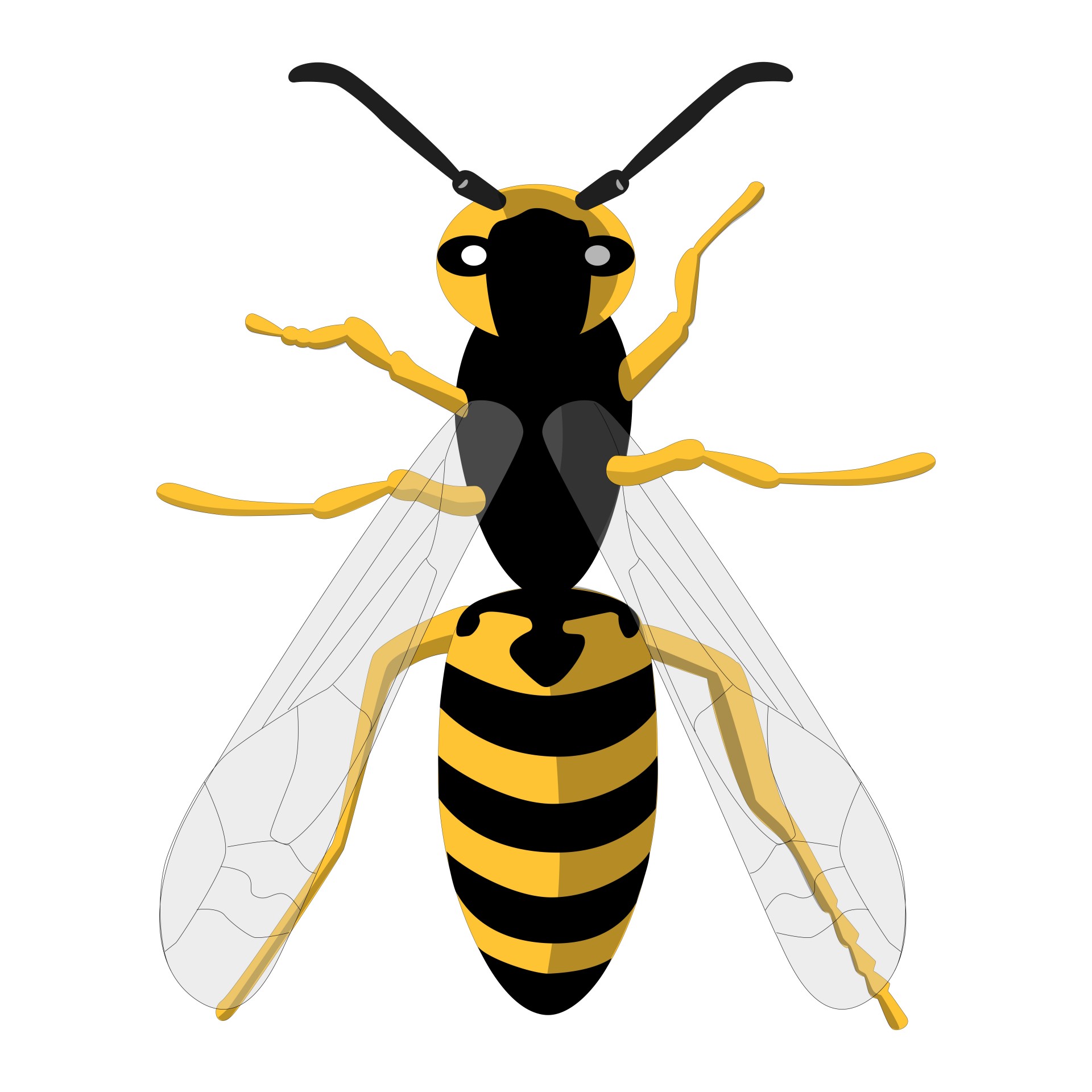 1920x1920 White, Background, Wasp, Isolated, Poisonous