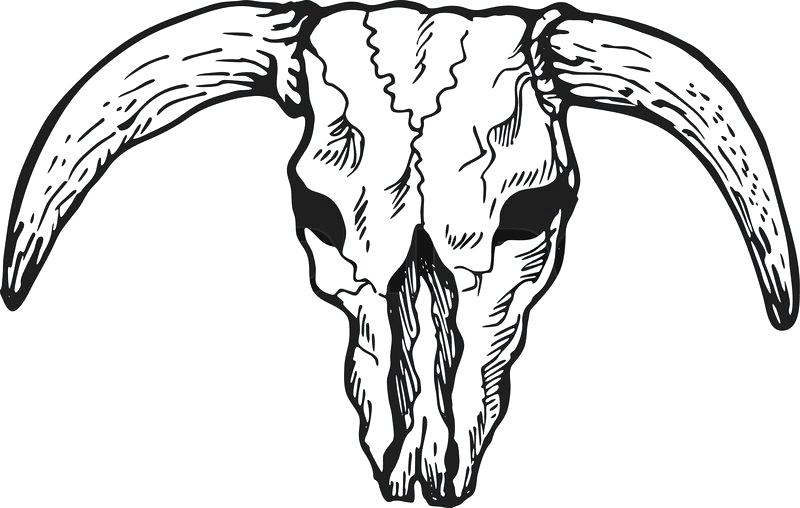 800x508 Texas Longhorn Skull And Horns Peers