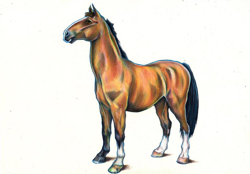 794x555 Horse Drawing Horse Art Custom Horse Portrait Personalised Etsy