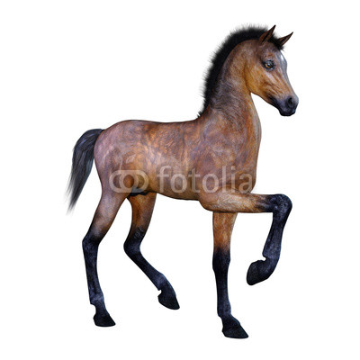 400x400 Rendering Horse Foal On White Buy Photos Ap Images Detailview