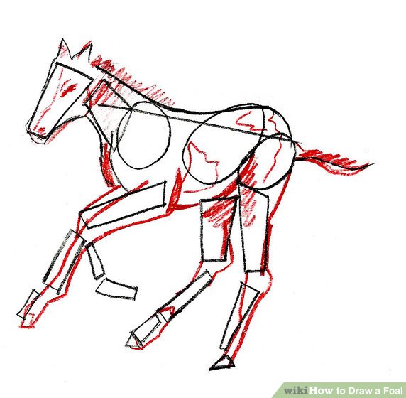572x560 How To Draw A Foal Steps