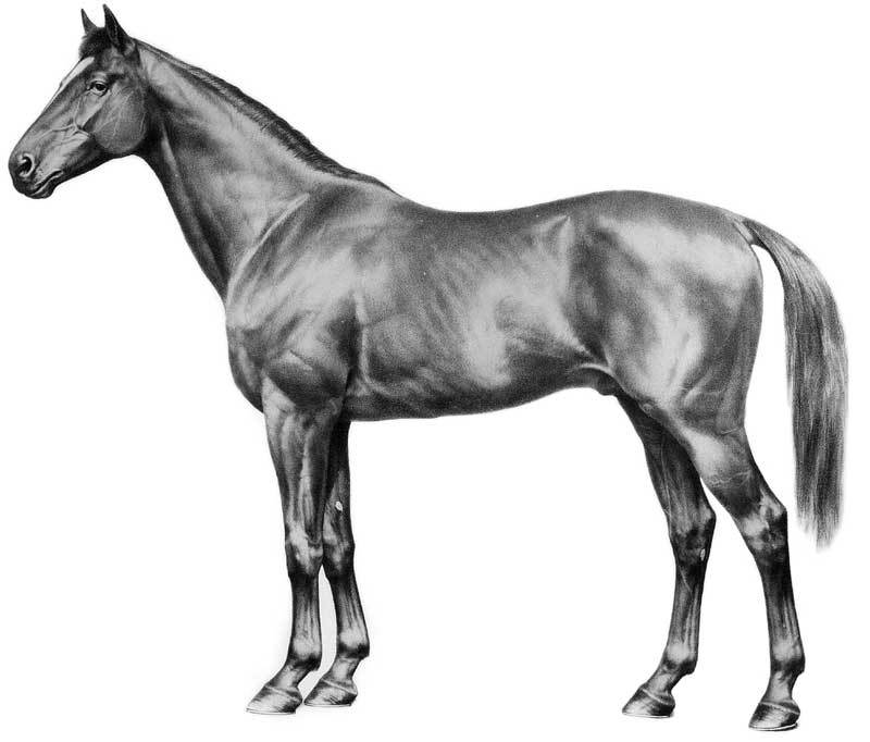 800x682 dr thornley's hay horse supplement